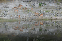 impala reflected
