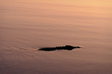 crocodile in sunset coloured river