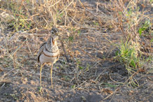 double-banded courser