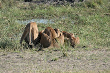 lions drinking