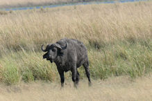 buffalo that had a lucky escape from the pride