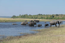 swimming time for the elephants