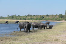 swimming time for the elephants
