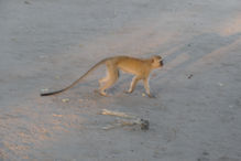 monkeys wanting to steal food at our sundowner