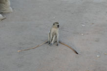 monkeys wanting to steal food at our sundowner