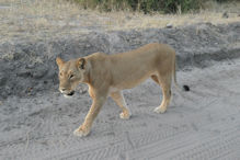lioness walking towards out vehicle
