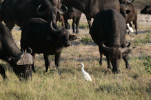 buffalo herd + egret