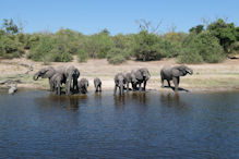 elephant group drink
