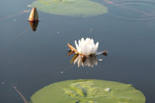 day waterlily