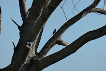 bennets woodpecker