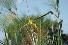 golden weaver bird