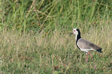 long toed lapwing