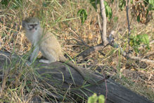 vervet monkey