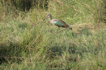 Hadada ibis