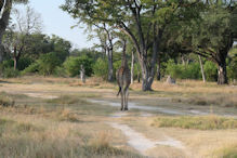 giraffe ambling by