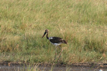 immature saddle-billed stork