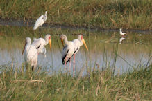 yellow-billed storks