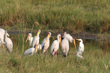 yellow-billed storks