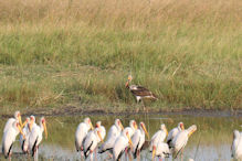 yellow-billed storks + immature saddle-billed stork