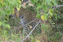 leopard