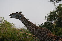 giraffe eating a sausage fruit