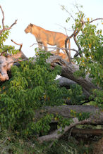 lion viewing from a tree