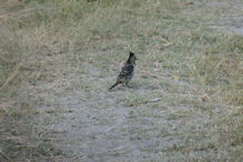 Crested barbet