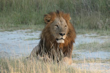 group of three large lions