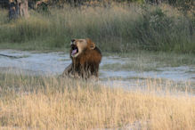 group of three large lions