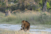 group of three large lions