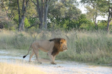 group of three large lions