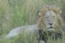 group of three large lions