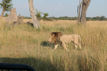 group of three large lions