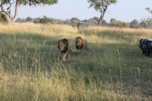 group of three large lions