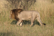 group of three large lions