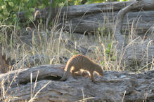 banded mongoose