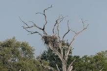 fish eagle nest with eagle