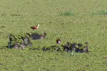 African jacana climing on weedy hippos