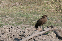 hamerkop