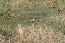long-toed lapwing