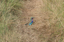 lilac-breasted roller