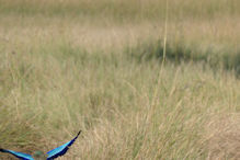 lilac-breasted roller take-off 