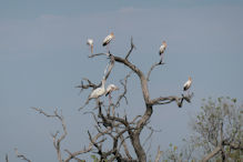 yellow-billed storks with pelican