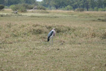 marabou stork