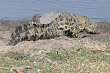 crocodile