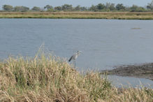 grey heron