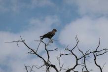 brown snake-eagle