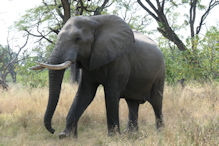 elephant