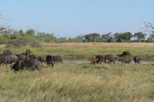 buffalo herd