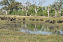 buffalo herd